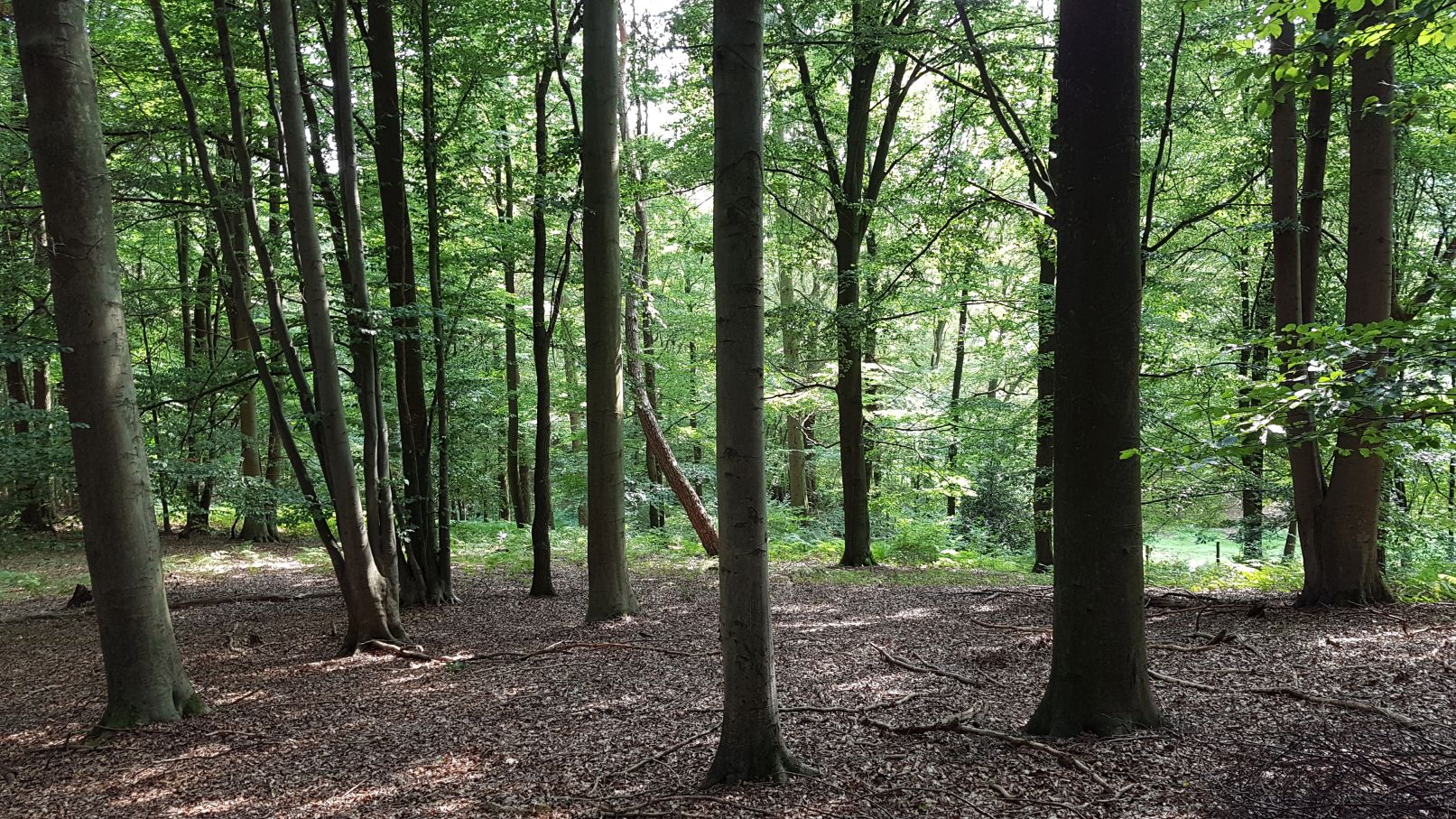 BIld zeigt einen Buchenwald im Sommer, passend zum Thema Coaching in Köln und Qi Gong