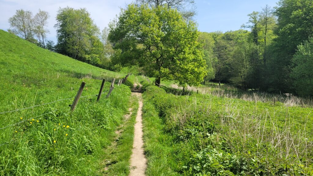 Bild zeigt einen Feldweg in er Eifel mit Wisen und Bäumen